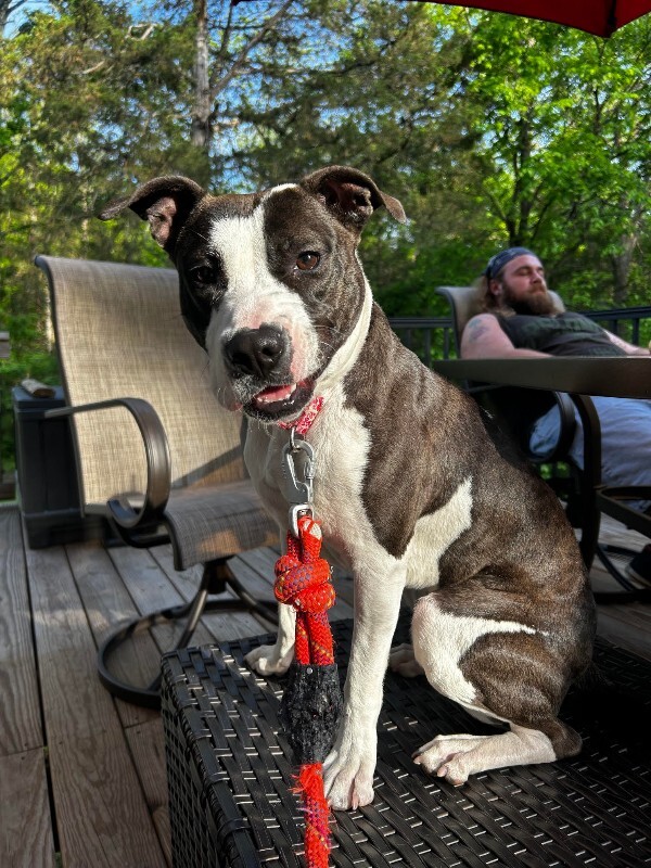 View Junie the Dog Photo #15