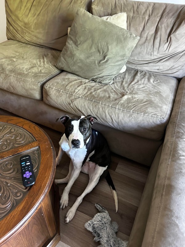 View Junie the Dog Photo #14
