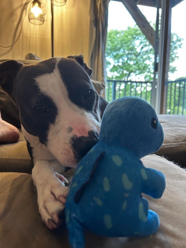 View Junie the Dog Photo #16
