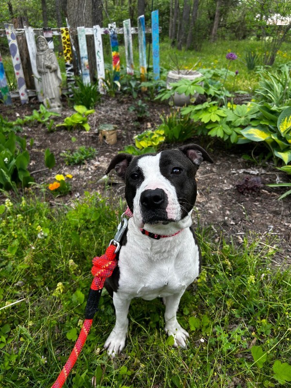 View Junie the Dog Photo #25