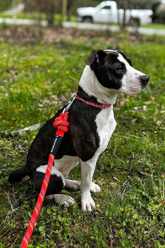 View Junie the Dog Photo #9