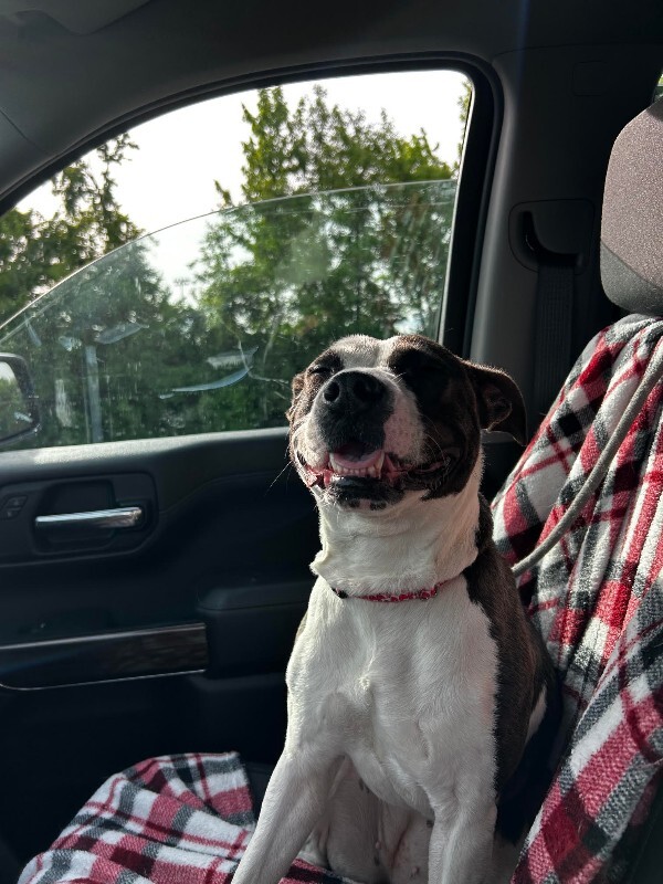 View Junie the Dog Photo #14