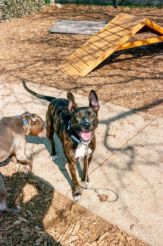 View Elsa the Dog Photo #7