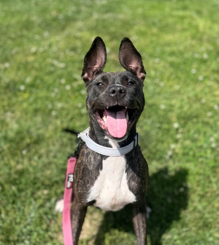 Elsa - Dog