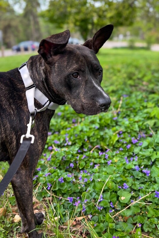 View Elsa the Dog Photo #8