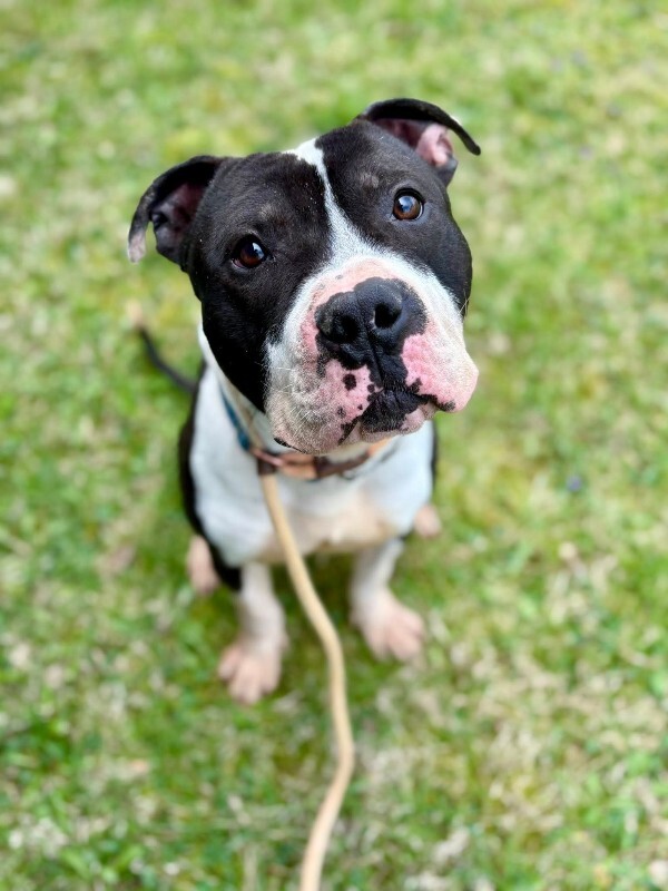 View Mr. Redlegs the Dog Photo #2