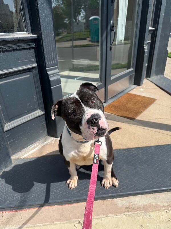 View Mr. Redlegs the Dog Photo #2