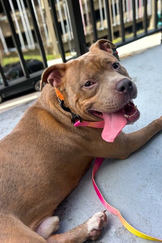 View Work Week the Dog Photo #3