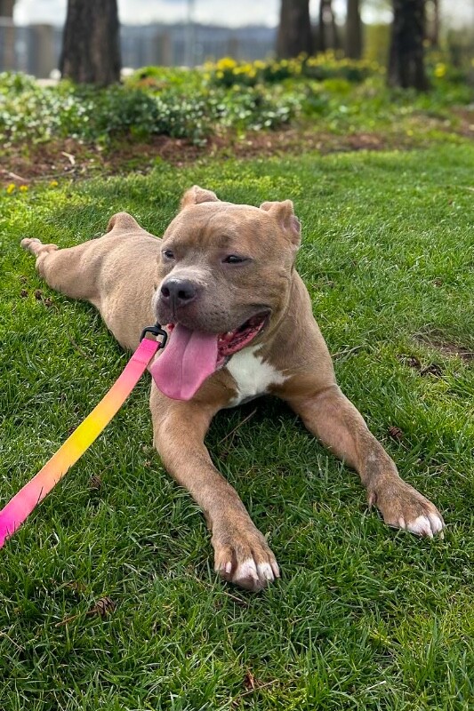 View Work Week the Dog Photo #2