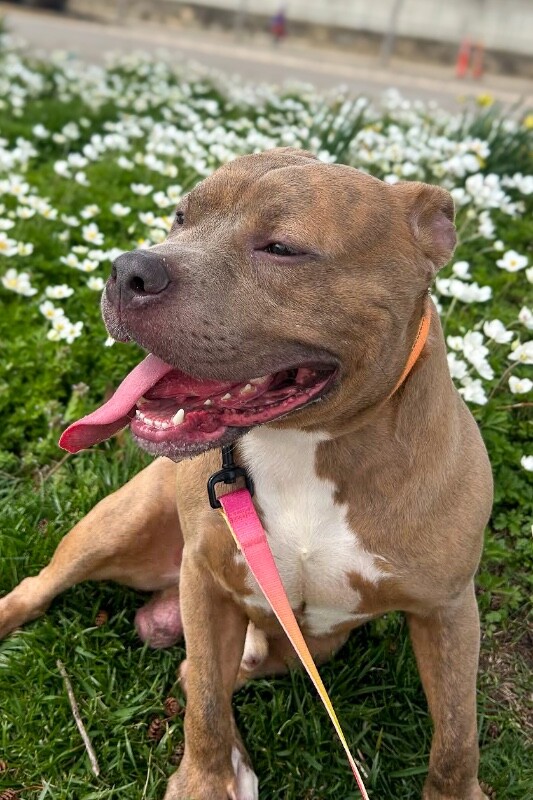 View Work Week the Dog Photo #4