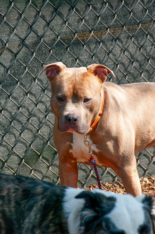 View Work Week the Dog Photo #6