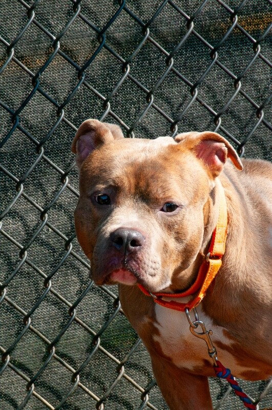 View Work Week the Dog Photo #5