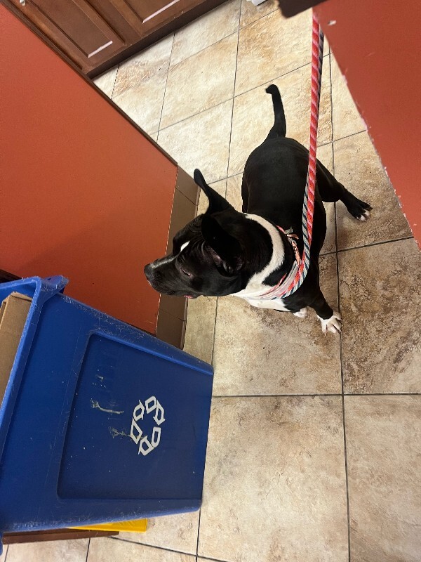 View Cheetah Girl the Dog Photo #3