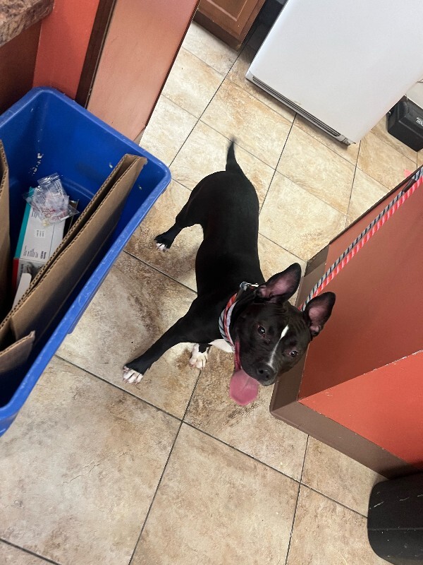 View Cheetah Girl the Dog Photo #2