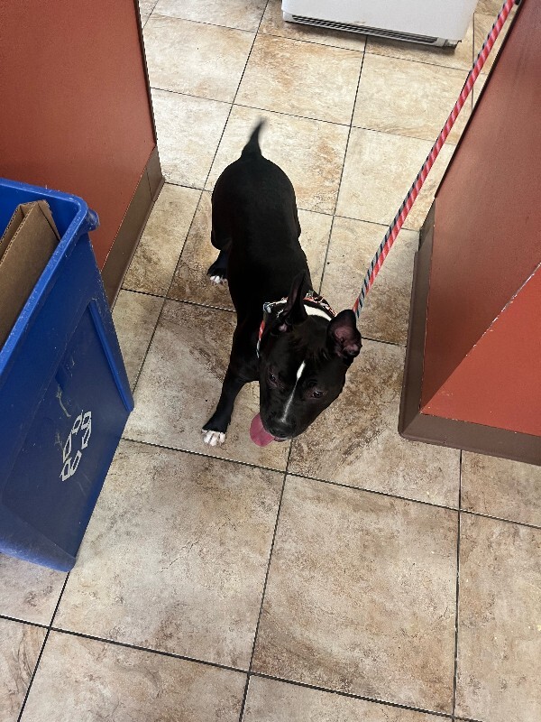 View Cheetah Girl the Dog Photo #4