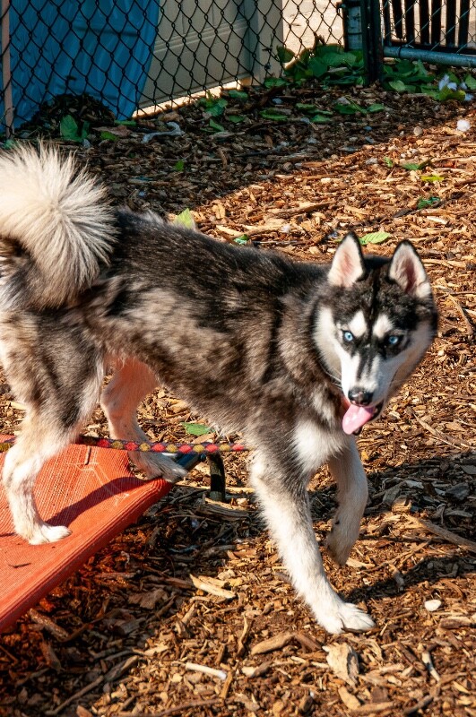 View Noel the Dog Photo #2