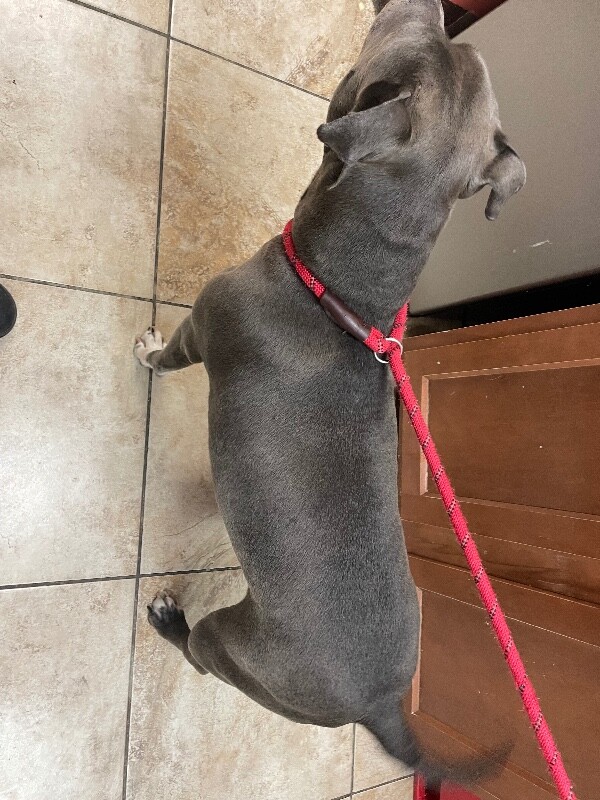 View Willard the Dog Photo #4
