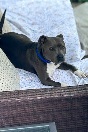 Learn More About Willard Willard - Dog