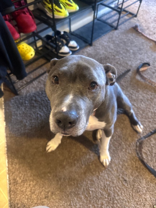 Learn More About Nova (actual) Nova (Actual) - Dog