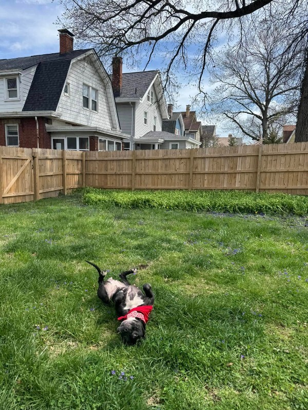 View Rosemont the Dog Photo #17