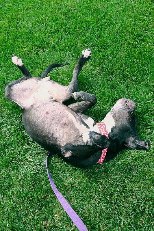 View Rosemont the Dog Photo #3