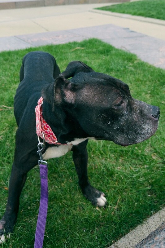 View Rosemont the Dog Photo #6