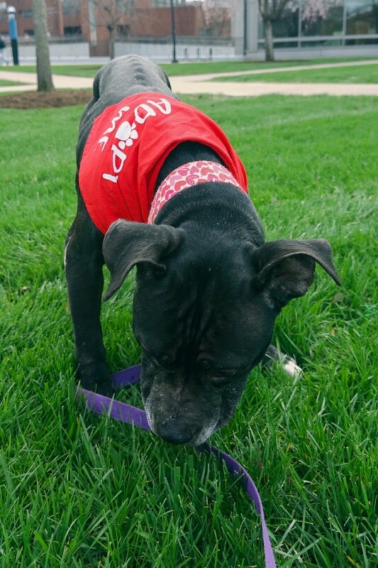 View Rosemont the Dog Photo #5