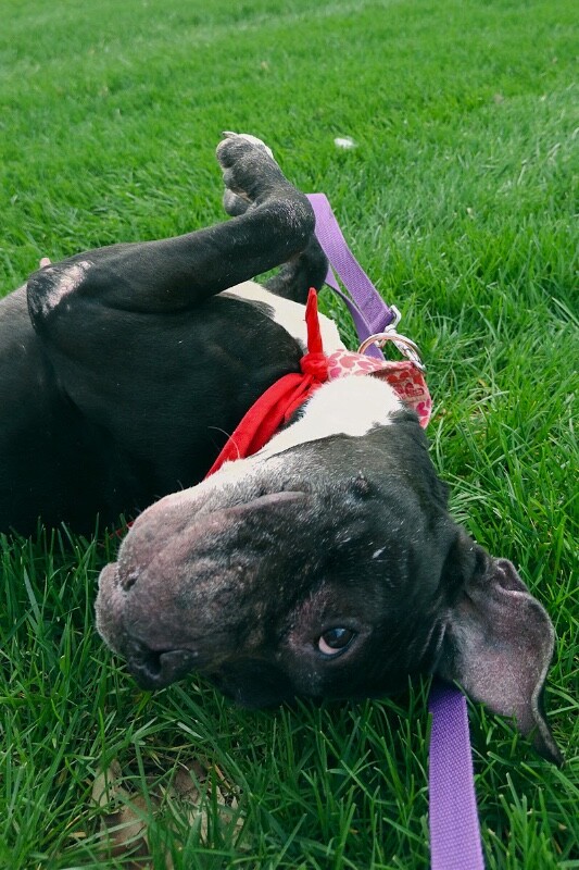 View Rosemont the Dog Photo #4