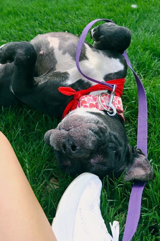 View Rosemont the Dog Photo #2