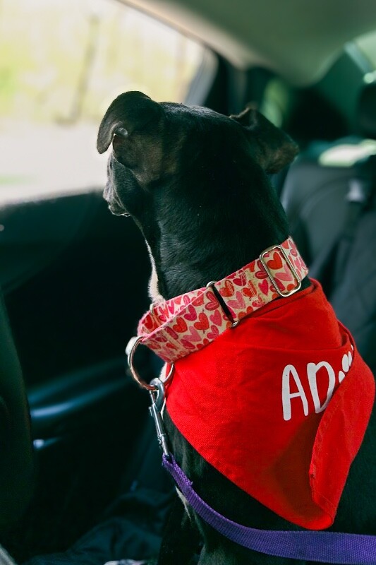 View Rosemont the Dog Photo #7