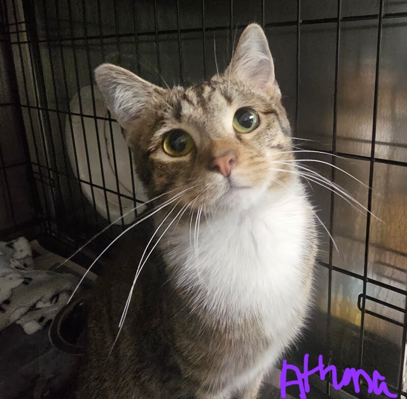 Athena - Cat