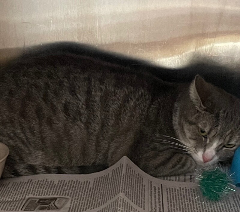 View Cayenne the Cat Photo #2