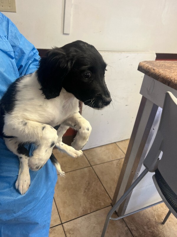 View Second Base the Dog Photo #3