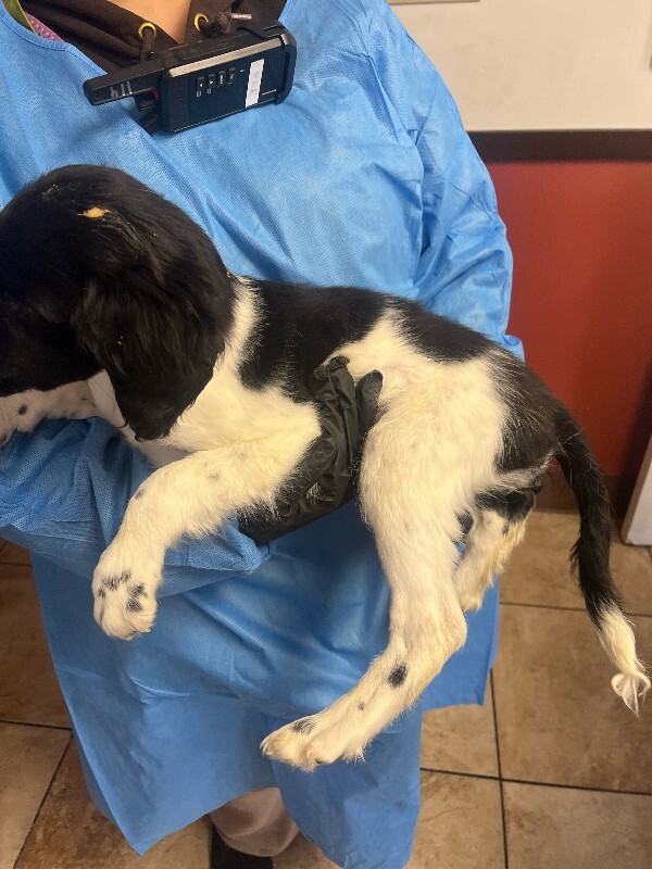 View Second Base the Dog Photo #2