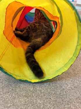 View Flora the Cat Photo #2