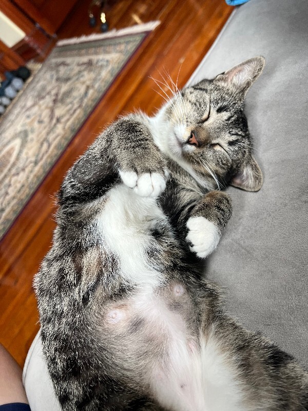 View Marie the Cat Photo #3