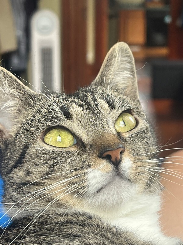 View Marie the Cat Photo #5