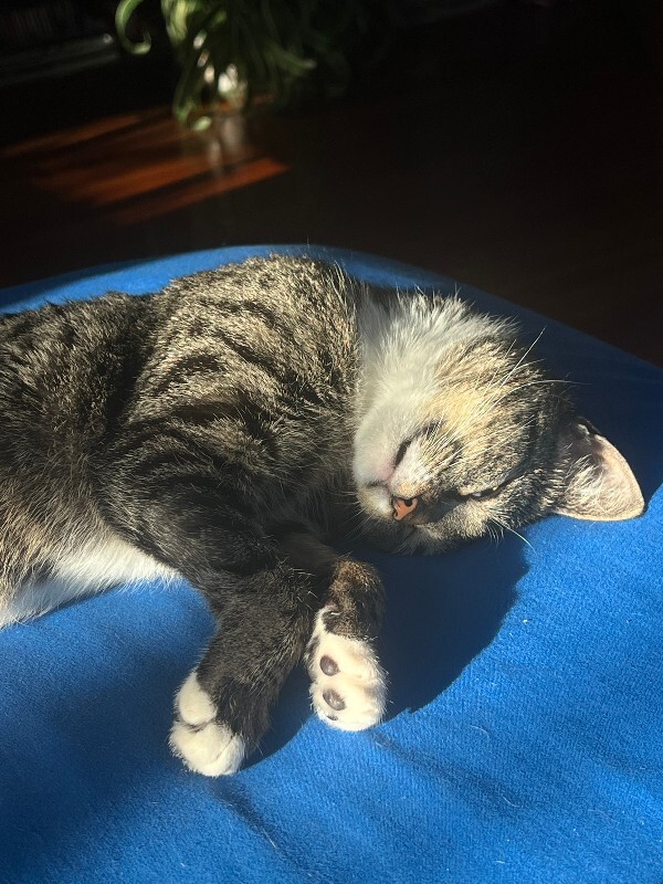 View Marie the Cat Photo #4