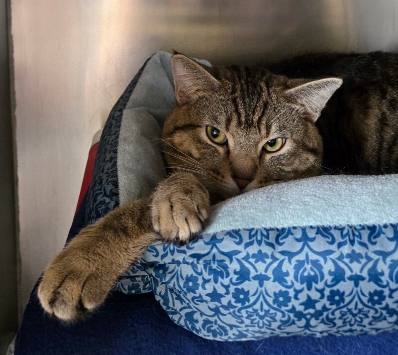 View Squeak the Cat Photo #2