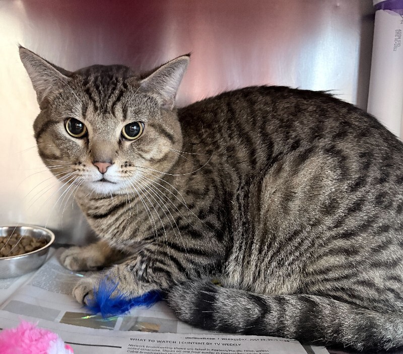 View Squeak the Cat Photo #3