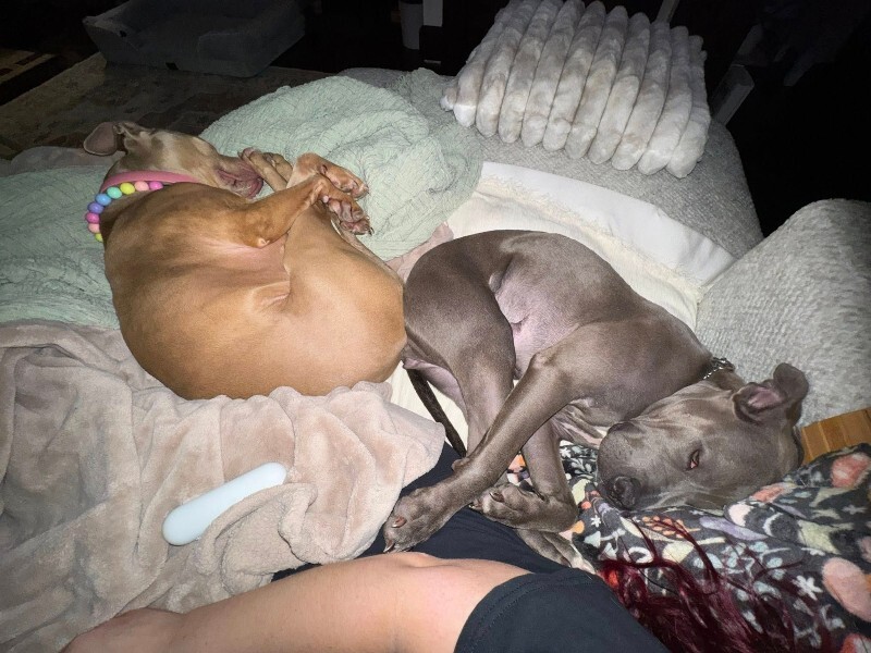 View Uptown Girl the Dog Photo #8