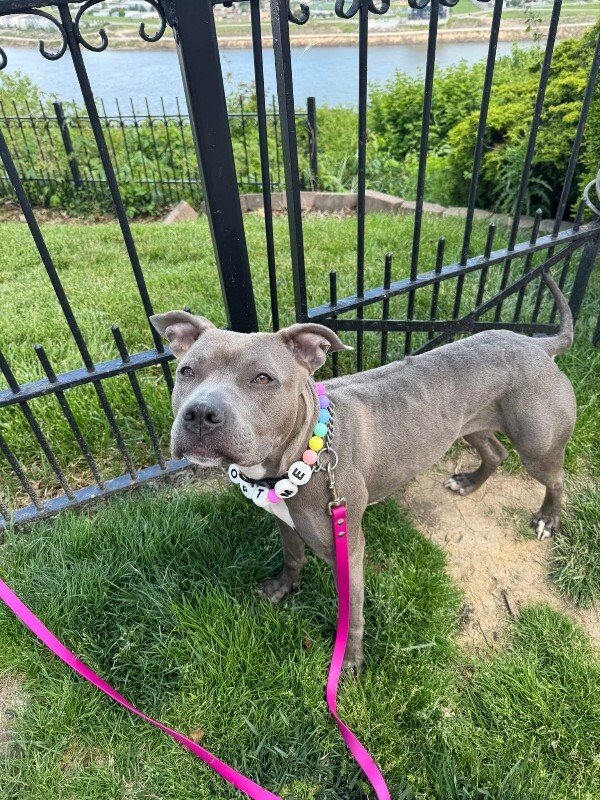 View Uptown Girl the Dog Photo #7