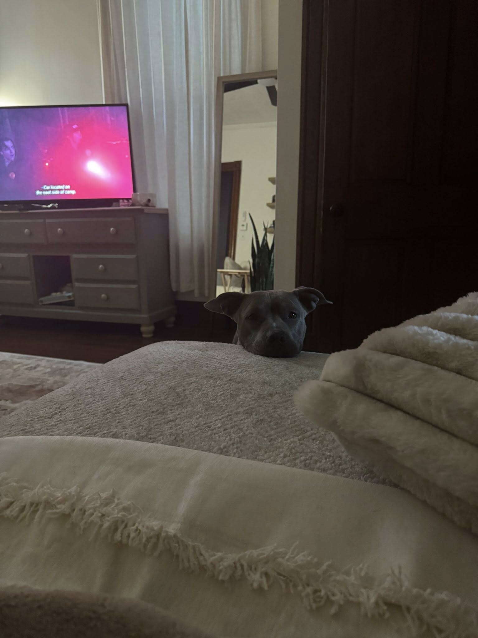 View Uptown Girl the Dog Photo #11