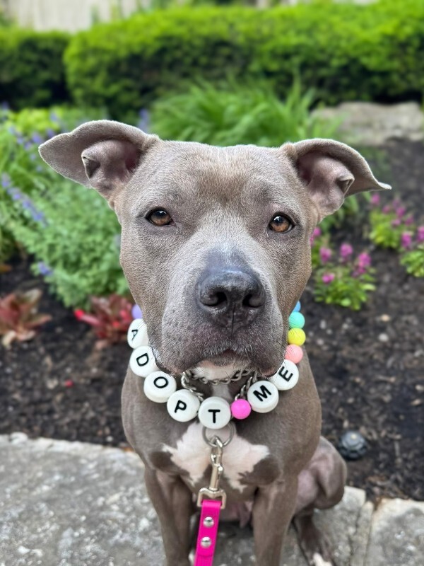 Uptown Girl - Dog