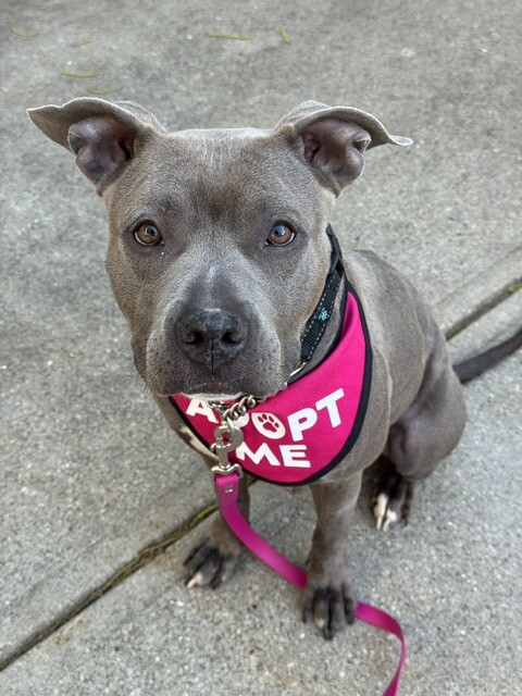 View Uptown Girl the Dog Photo #17