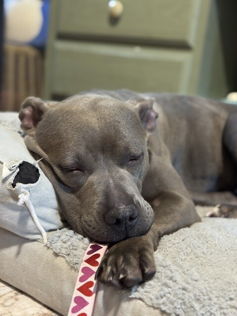 View Uptown Girl the Dog Photo #5