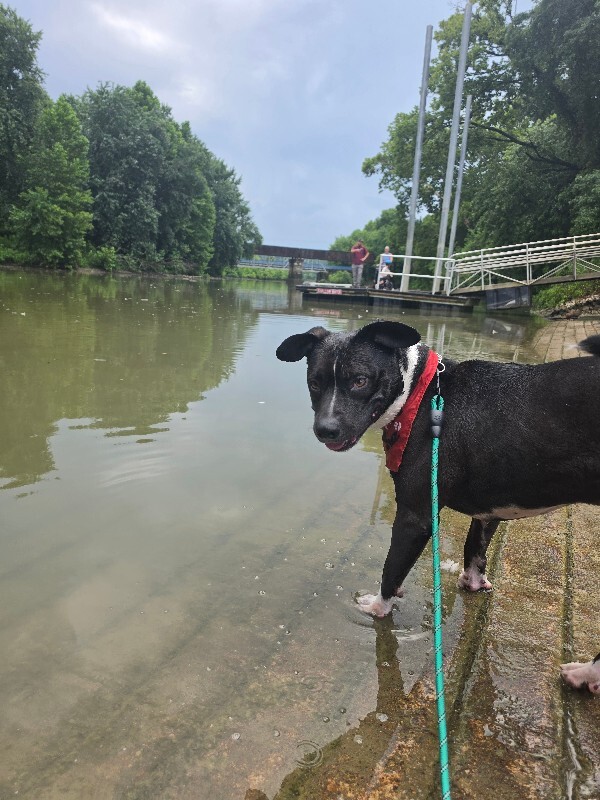 View Lenox the Dog Photo #18