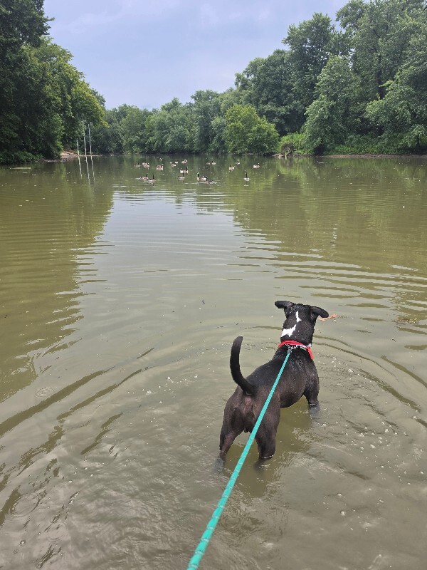 View Lenox the Dog Photo #22
