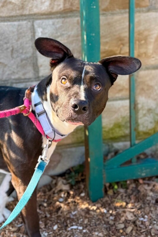 View Lenox the Dog Photo #5