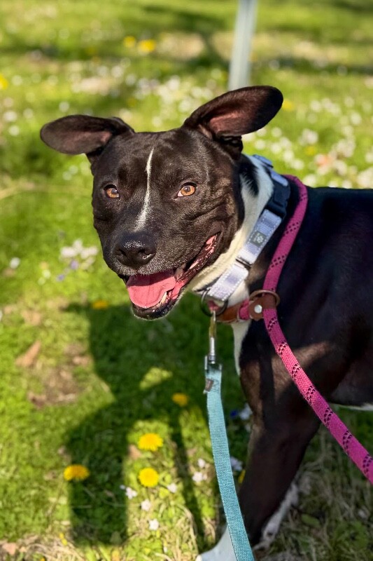 View Lenox the Dog Photo #3